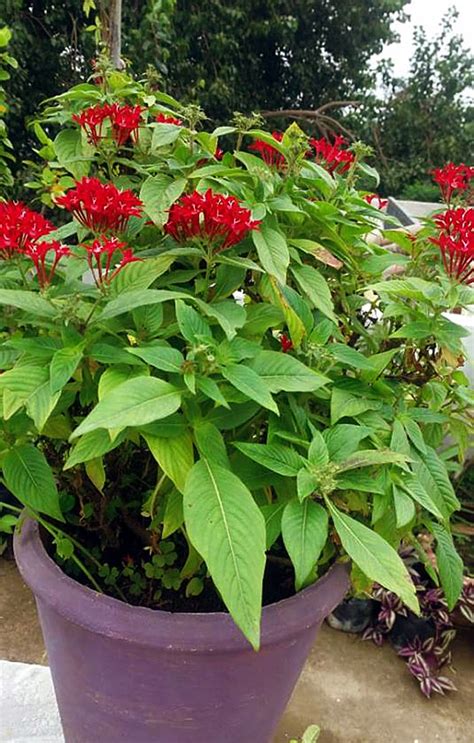 How to grow Pentas flower | Pentas plant care | Pentas lanceolata ...