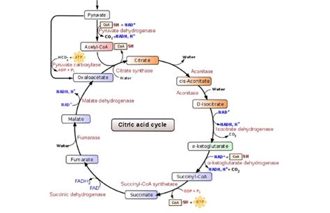 The Krebs Cycle | A Step by Step Explanations - PraxiLabs