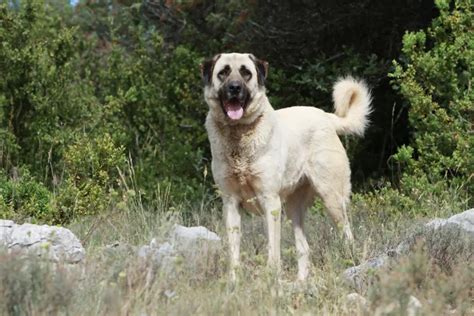 Anatolian Shepherd Dog - All About Dogs | Orvis