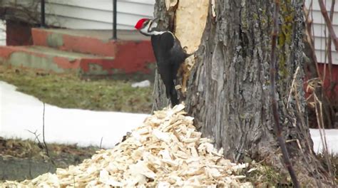 Pileated Woodpecker Absolutely Destroys Tree - Because Birds