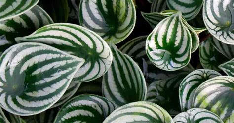 Watermelon Peperomia Care - Peperomia Argyreia