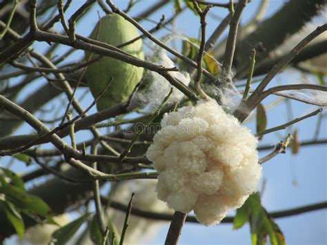 Cotton stock photo. Image of branch, botany, cotton - 104845220