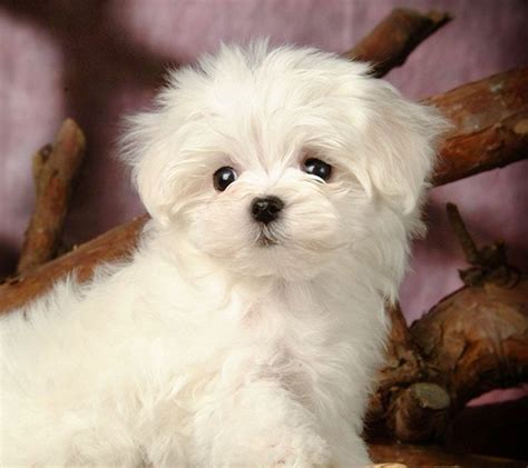 White #maltese Puppy Dogs | Maltese dogs, Teacup puppies maltese, Cute dogs breeds