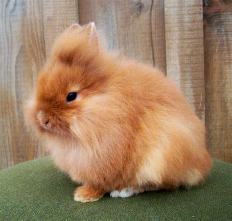 Lionhead Rabbit | Funny Animals