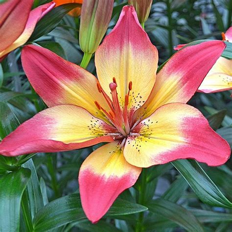 Asiatic Lily Bulbs - Heartstrings in 2020 | Lily bulbs, Asiatic lilies, Types of lilies