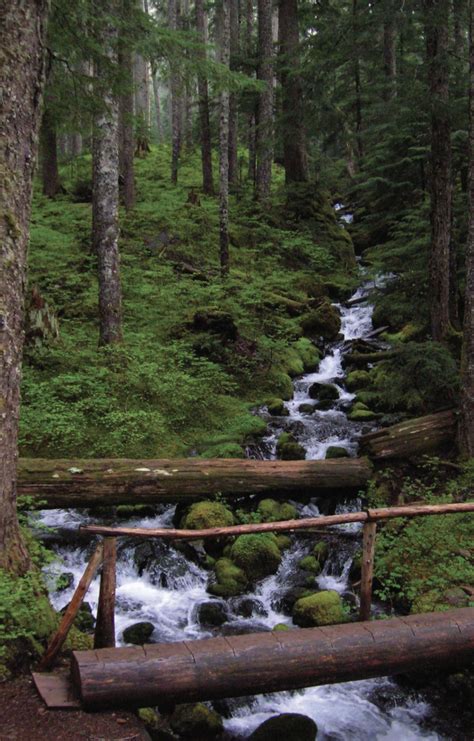 Tunnel Creek Trail Hike — Explore Hood Canal