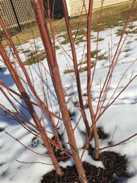 Young River Birch Bark Color in Winter [Backyard Neophyte Landscaping Blog]