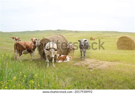 3,630 Cow Hay Bale Images, Stock Photos & Vectors | Shutterstock