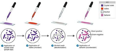 Gram staining - Procedure, mechanism, explanation ~ Medicine Hack