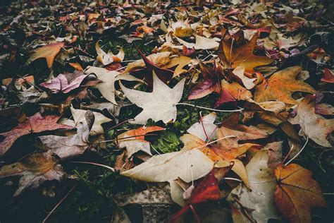 Red Maple Leaves · Free Stock Photo