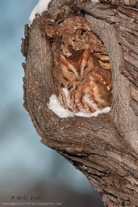 Animals that screech at night | youranimalname