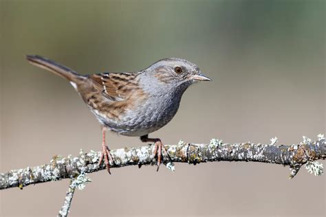 Dunnock: song, eggs & babies - Plantura