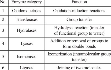 Enzymes Function