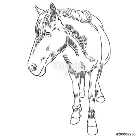 Horse Outline Sketch at PaintingValley.com | Explore collection of ...