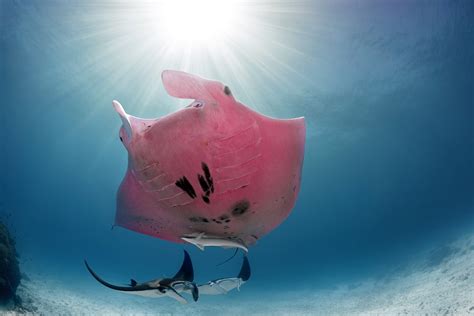 Pink Manta Ray — Shark Research Institute