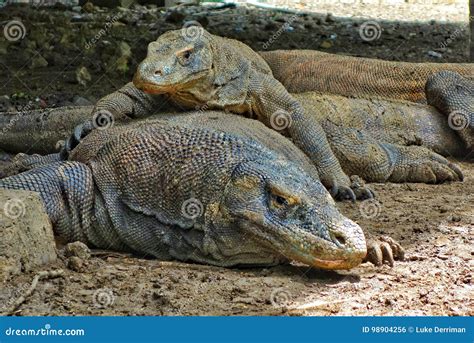 A Baby Komodo Dragon Lays on Top it& X27;s Mother, Komodo Islands ...