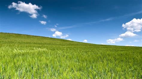 Green Wheat Fields Wallpapers - Wallpaper Cave