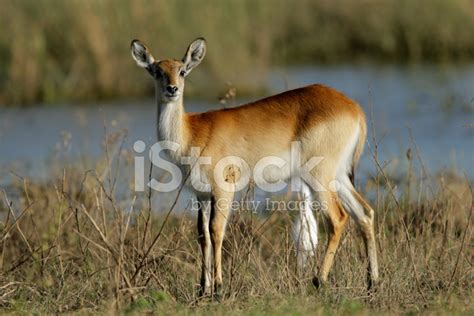 Red Lechwe Antelope Stock Photo | Royalty-Free | FreeImages