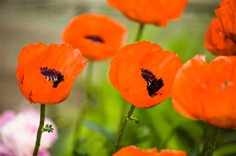 Growing Oriental Poppies | ThriftyFun