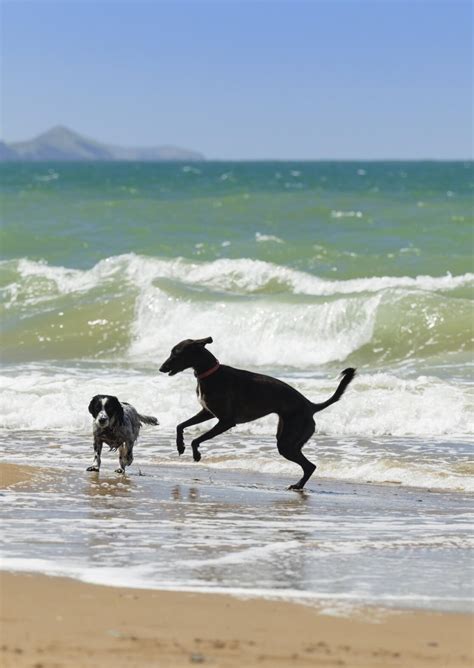 Dog-friendly beaches on the Wales Coast Path | Visit Wales