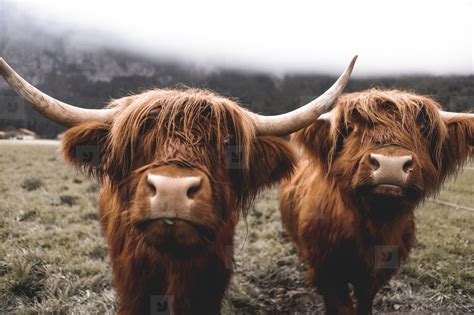 Scottish Highland Cow Photo (229802) - YouWorkForThem