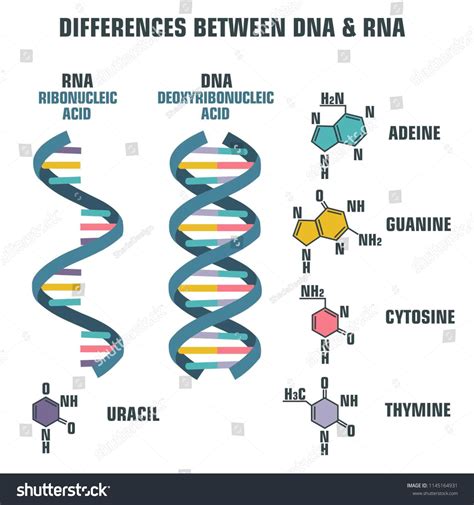 Vector scientific icon spiral of DNA and RNA. An illustration of the ...