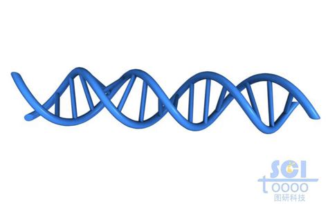 带碱基对的DNA双螺旋链-镇江图研科技有限公司