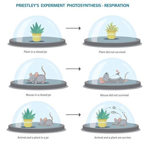 Oxygen needed for the survival of living things vector illustration ...