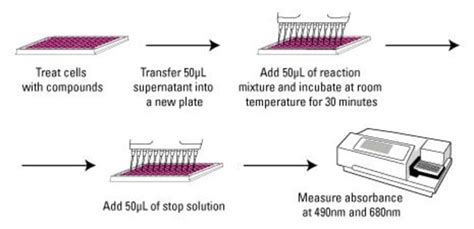 Pierce LDH Cytotoxicity Assay Kit - Thermo Fisher Scientific