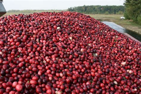 Wisconsin Leads the Nation and World in Cranberry Production for 22nd ...