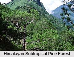 Himalayan subtropical pine forests
