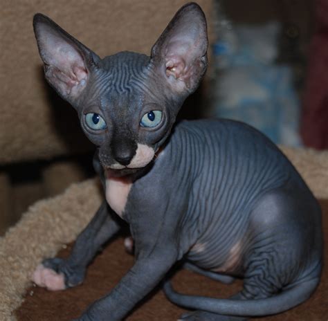 The Sphynx Cats Characteristics, History and Pictures – InspirationSeek.com