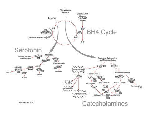 MTHFR and Depression – The Folate and BH4 Connection | Beyond MTHFR | Optimizing Genes, Changing ...