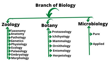 Branches Of Biology