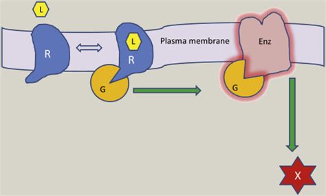 Mechanism of action of inotropes in neonates - Paediatrics and Child Health