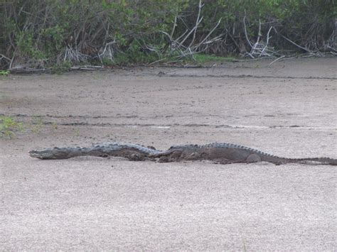 File:Crocodile and Gator at Mrazek Pond (2), EVER, NPSPhoto, SCotrell ...