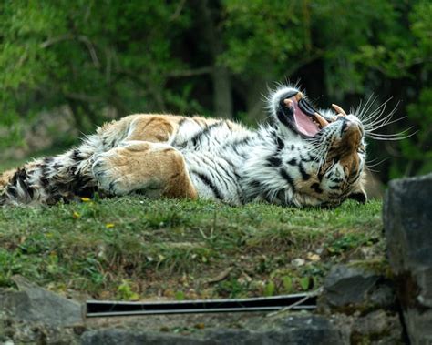 Premium Photo | Closeup of the tiger lying on the lawn and yawning