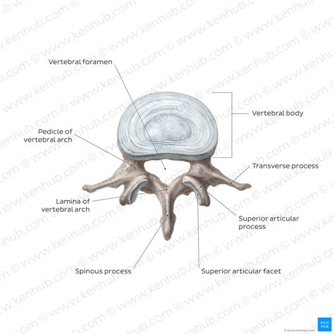 Lumbar Vertebrae: Anatomy Of The Bony Lumbar Spine Kenhub