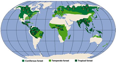 Forest Biome: Location Of Coniferous Forest Biome