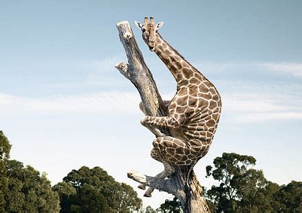 1920x1080px | free download | HD wallpaper: brown giraffe, Savannah, Africa, safari Animals ...