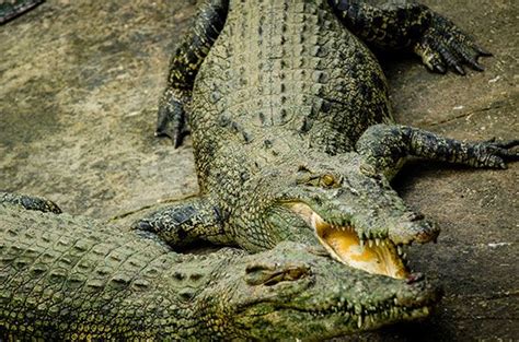 Philippine crocodile | Size, Habitat, Conservation, & Facts | Britannica