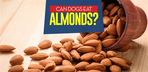 Can Dogs Eat Almonds? - Over Powered Dogs