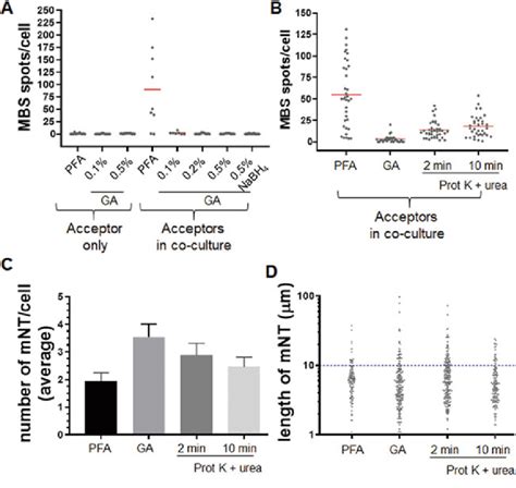 Glutaraldehyde fixation prevents detection of transferred mRNA. (a) GA ...