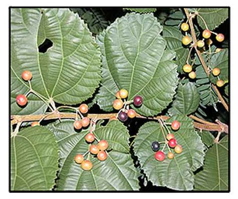 Phalsa, Grewia asiatica, PHALSA TREE: Philippine Medicinal Herbs ...