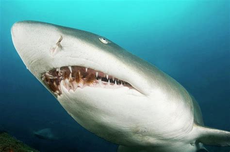 Snaggletooth Shark - Freediving in United Arab Emirates. Courses, Certificates and Equipment