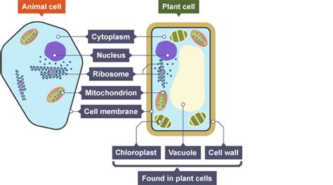 an animal cell diagram shows the structure and functions of its cells, including chlobama