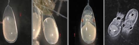 4 View of some stages of the embryonic development of Octopus mimus in ...