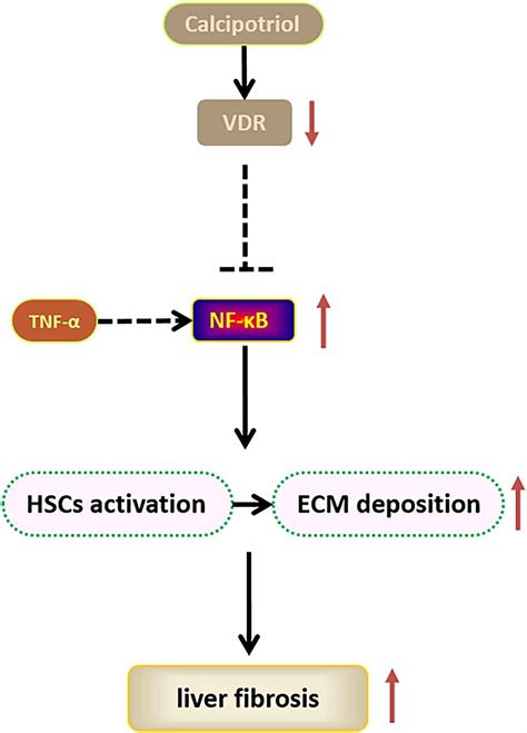 Full article: Calcipotriol attenuates liver fibrosis through the inhibition of vitamin D ...