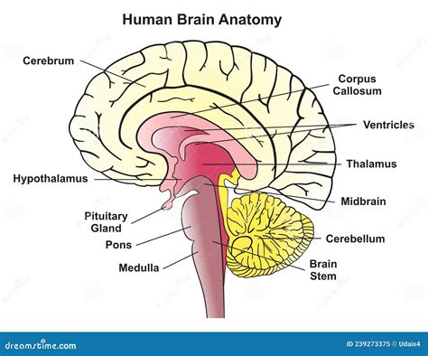 Human Brain Anatomy Infographic Diagram Cartoon Vector | CartoonDealer ...