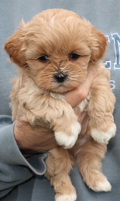 Shihpoo puppy | Cute baby animals, Cute dogs and puppies, Baby dogs